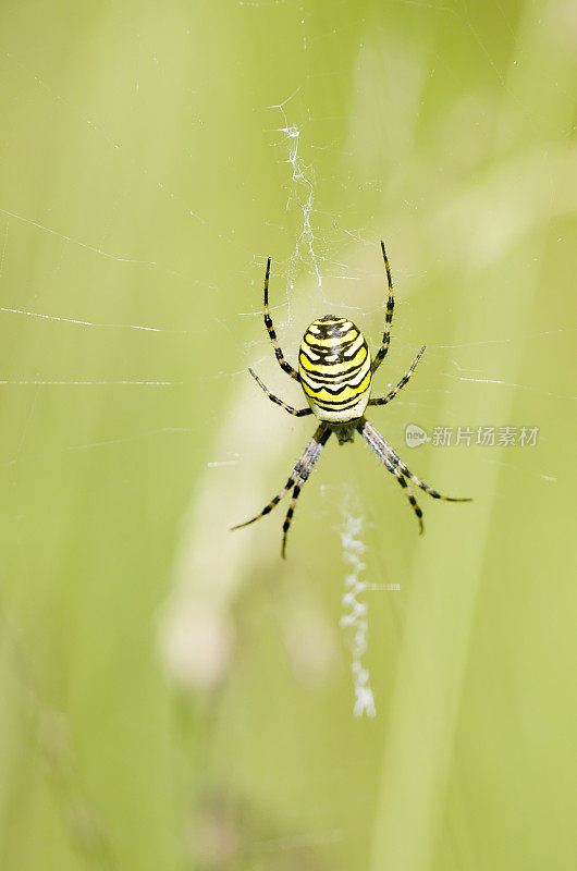 网中的黄蜂蜘蛛(Argiope bruenichi)